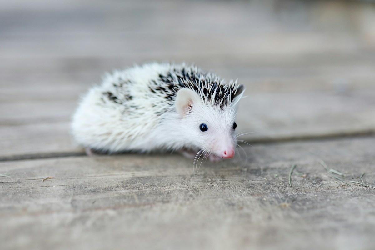 木の床を歩く白いハリネズミ